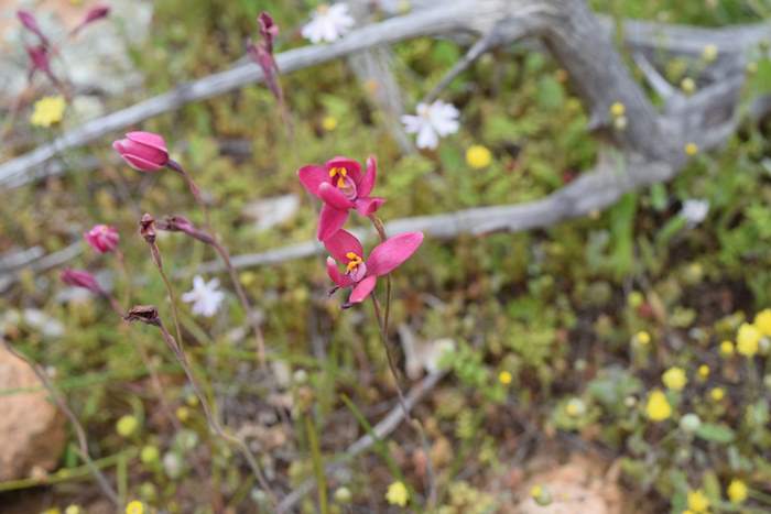 Thelymitra x macmillanii - Red Sun Orchid-Orchid-Ridge-Sep-2018p0006.JPG